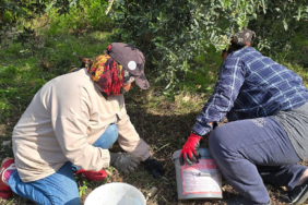 Hatay Samandağ’da Halhalı Zeytini Hasadı Başladı Kilosu Bahçede 150 Lira